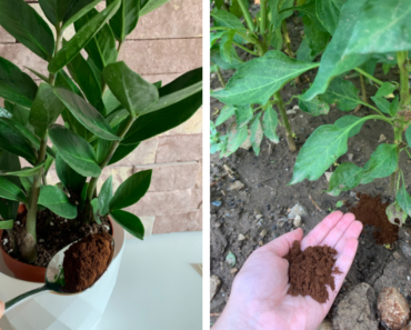 Top 10 reasons why you should use coffee ground in your garden