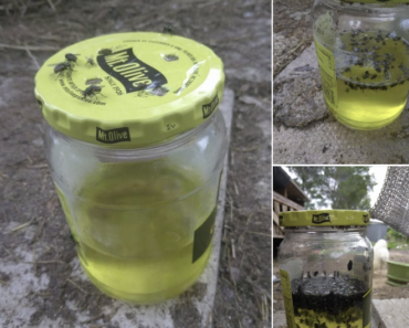 Sweet Pickle Fly Trap Recipe